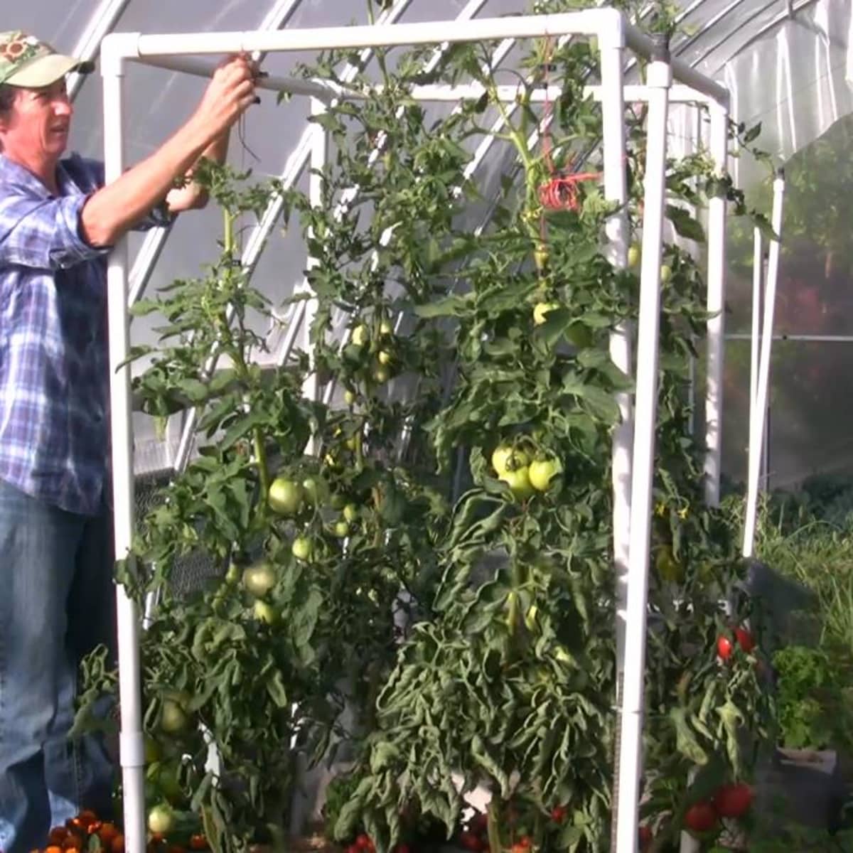 How to Install a Lean-and-Lower Trellis System for Tomatoes