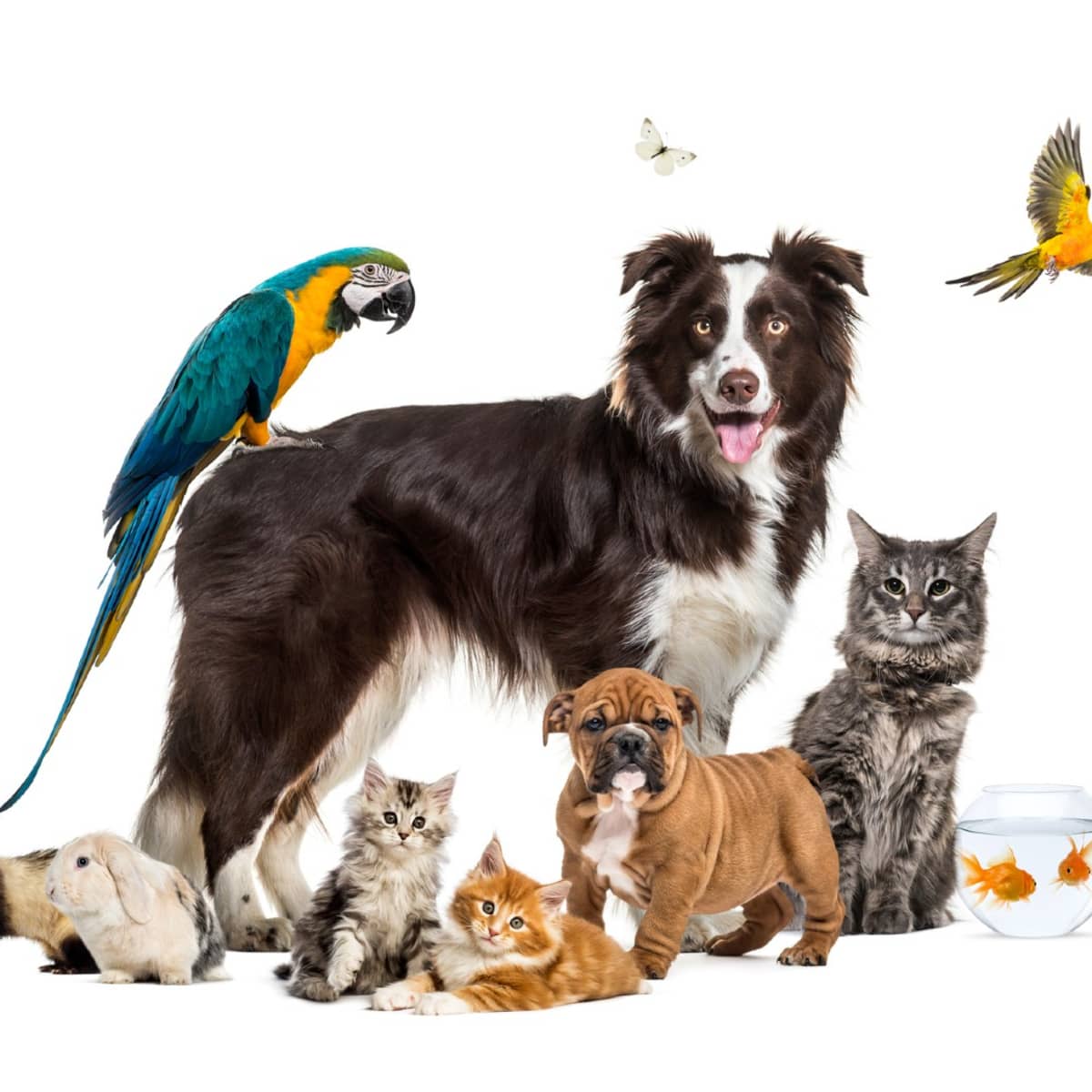10 Most Common Pets in the US - PetHelpful