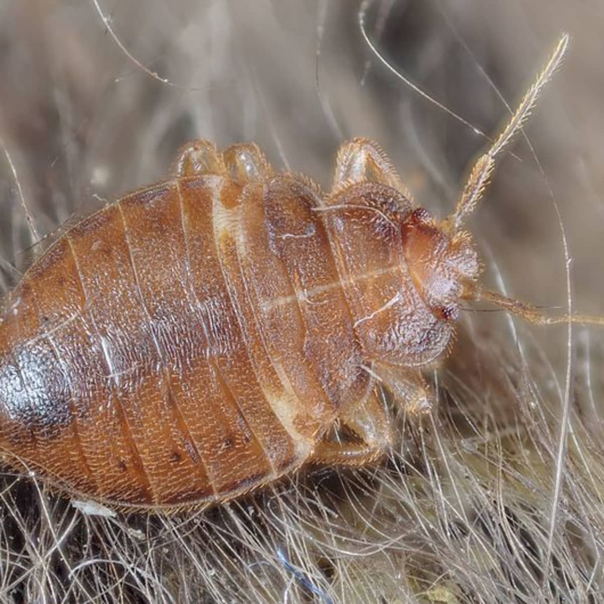 How to Get Rid of Bed Bugs in Clothes by Georgie Lavin