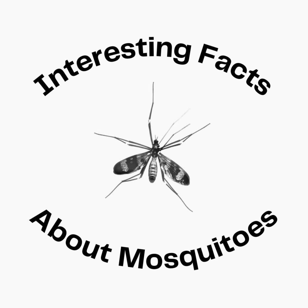 All About Mosquito Facts - Dengarden