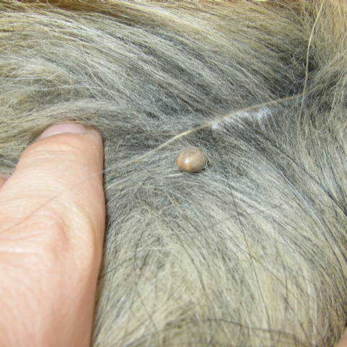 Embedded tick on dog