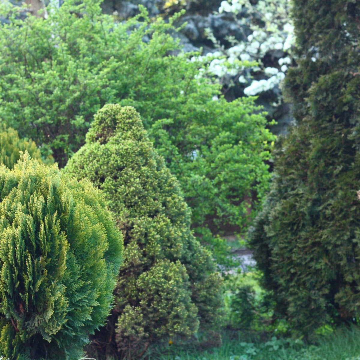 5 Reasons to Use Evergreen Shrubs in Your Garden - Dengarden