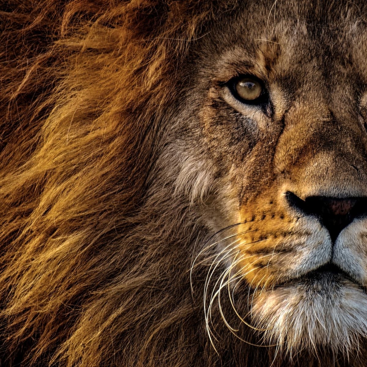 They're back! Why the Lionesses are roaring louder now