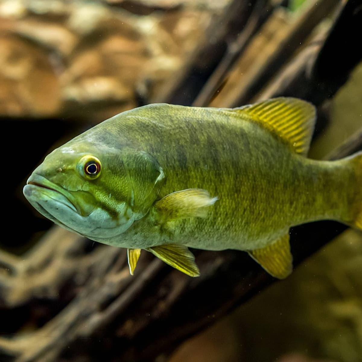 Can You Keep Wild Fish as Pets Legally in Your Home Aquarium