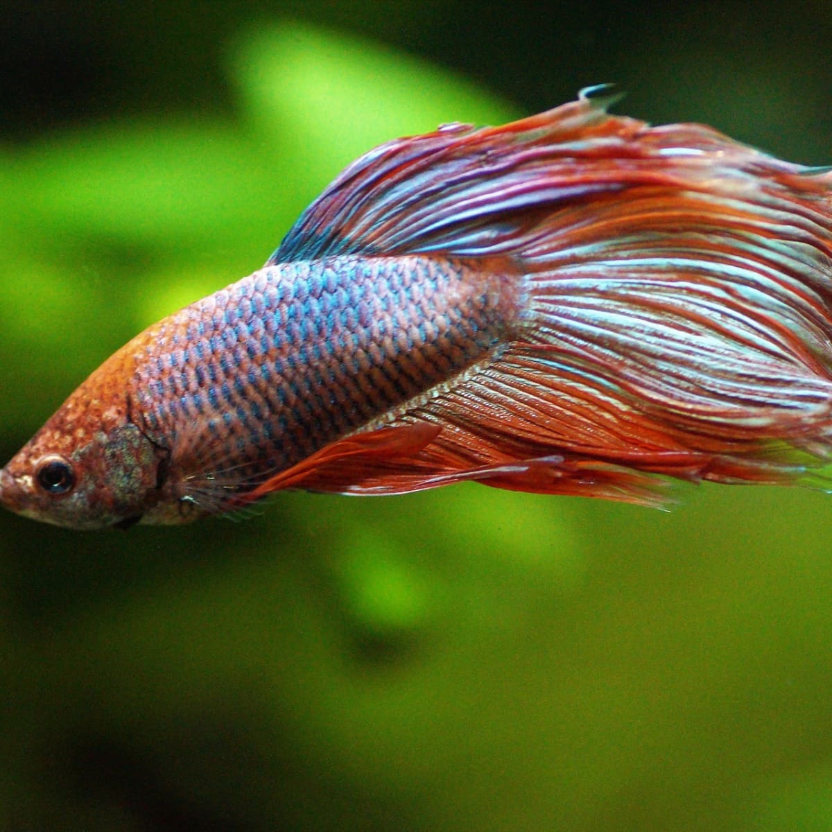 How Long Do Betta Fish Live? (and How to Increase Their Lifespan) -  PetHelpful