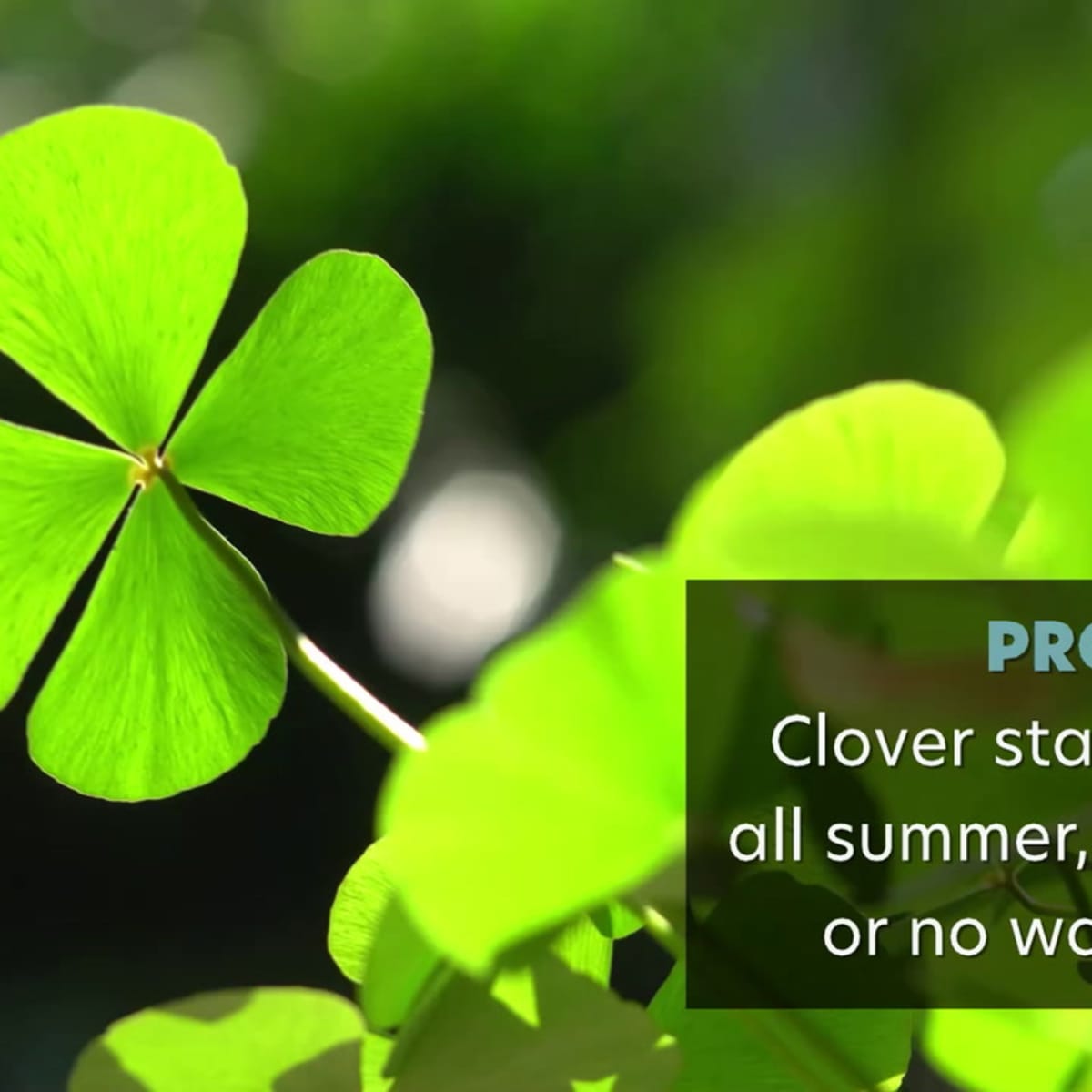 46 Can Dogs Eat Clover Grass Home