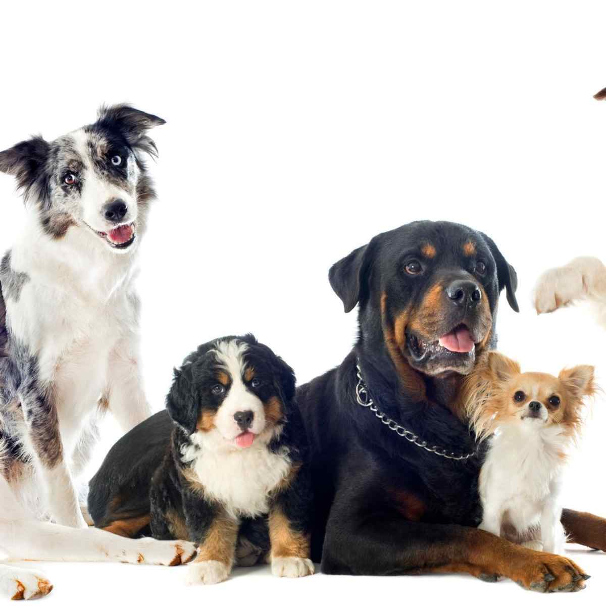 Why Are Onions Toxic To Dogs