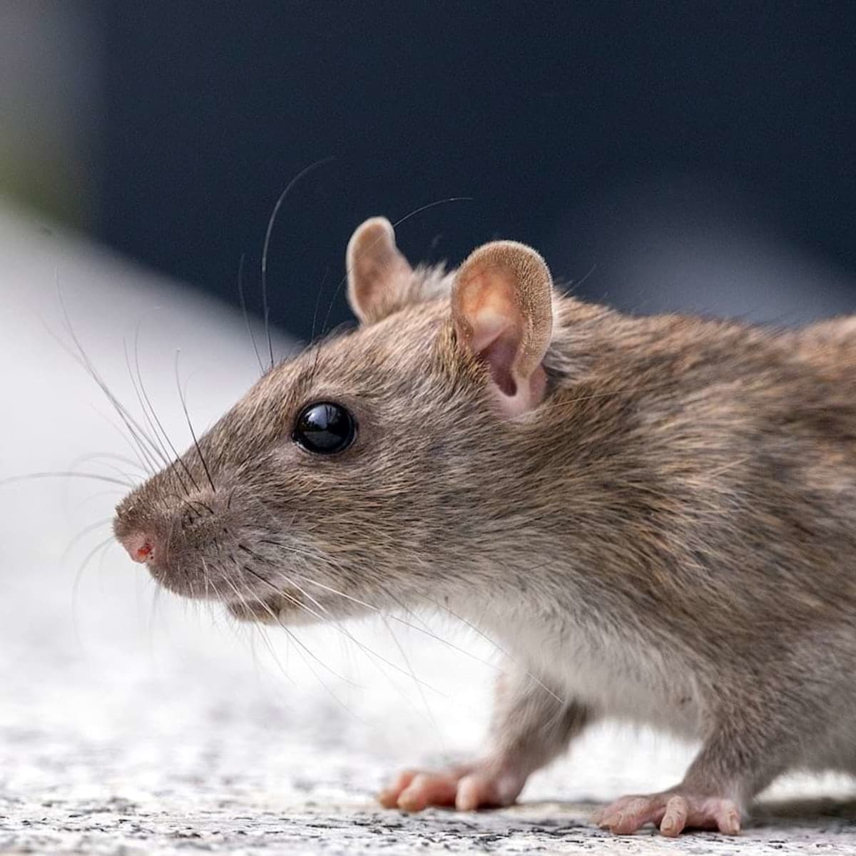 Living in Harmony with House Mice and Rats