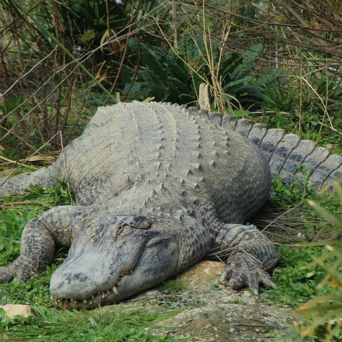 Michigan Park on Alert After Possible Alligator Sighting