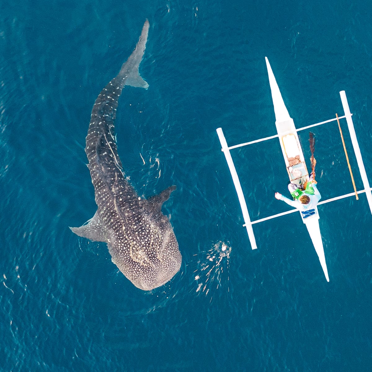 Whale Shark Encounter