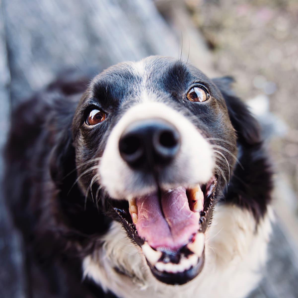 7 Ways to Show Appreciation for Your Dog Walker