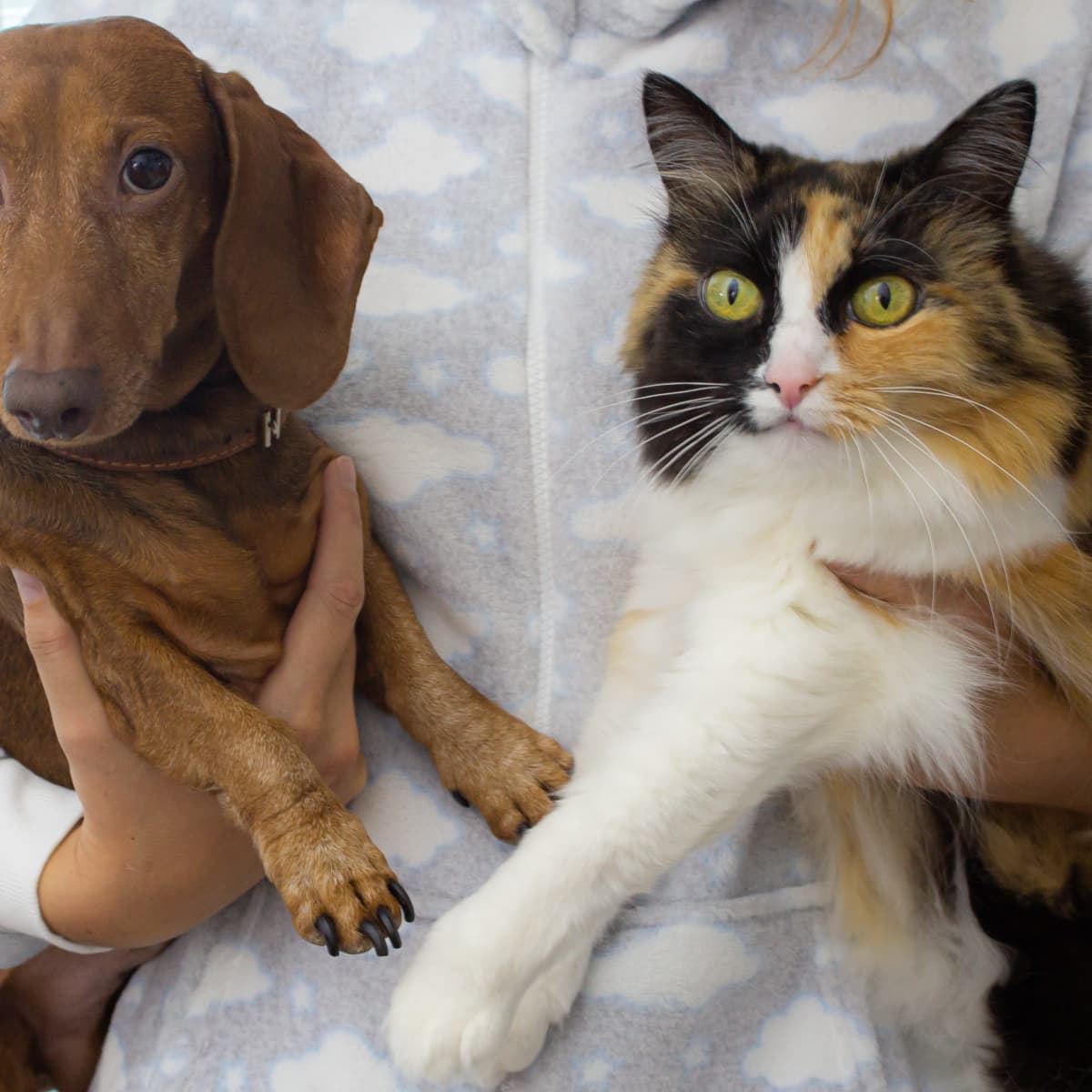 are cat allergies more common than dogs