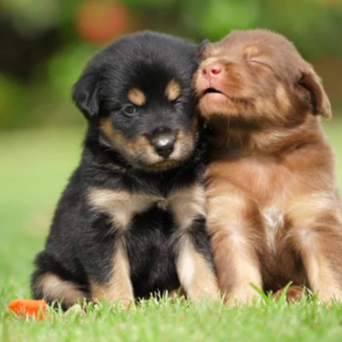 The Best Dog Names For Your Pup's Unique Personality - HubPages