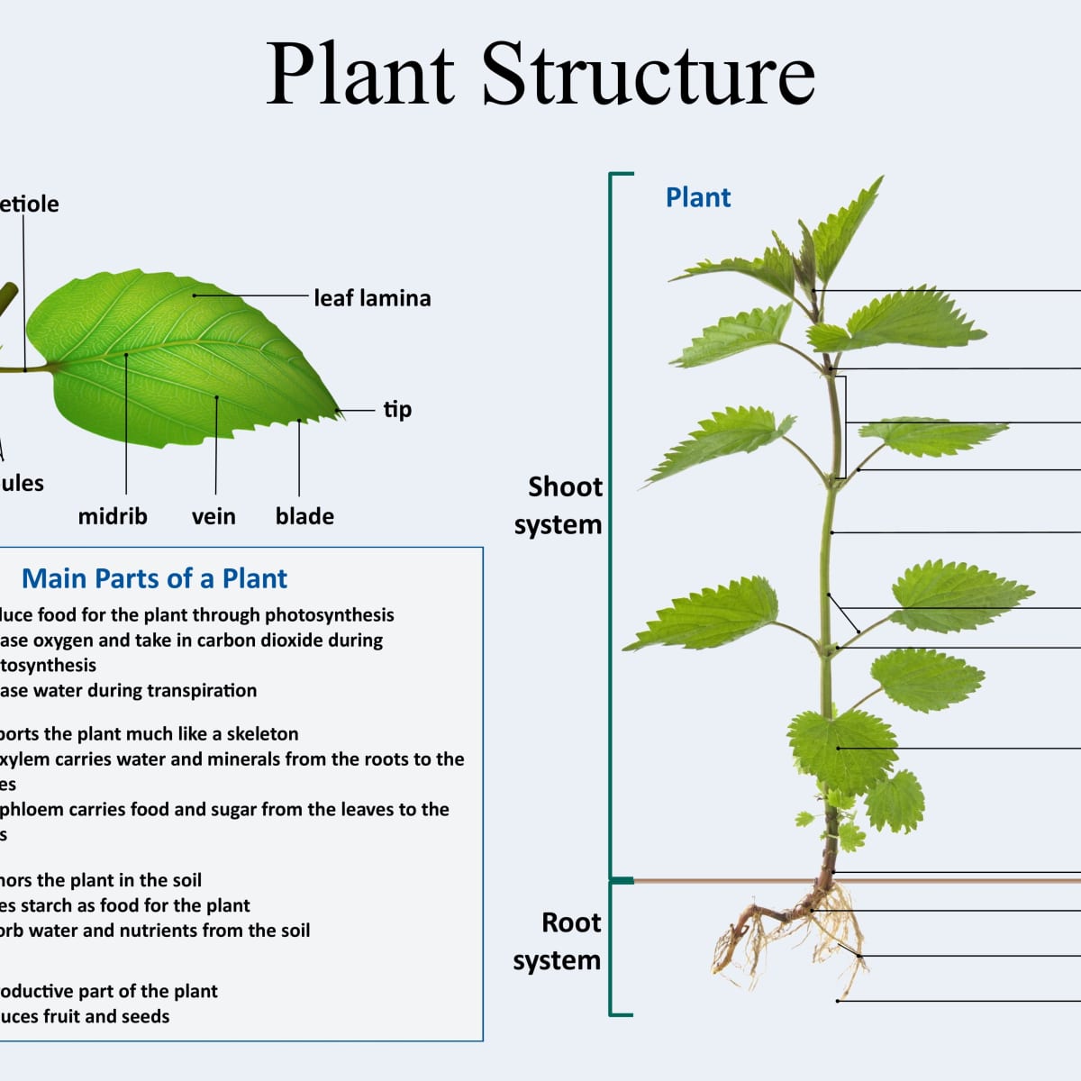 Why Understanding Basic Plant Anatomy Is Essential for Gardeners ...