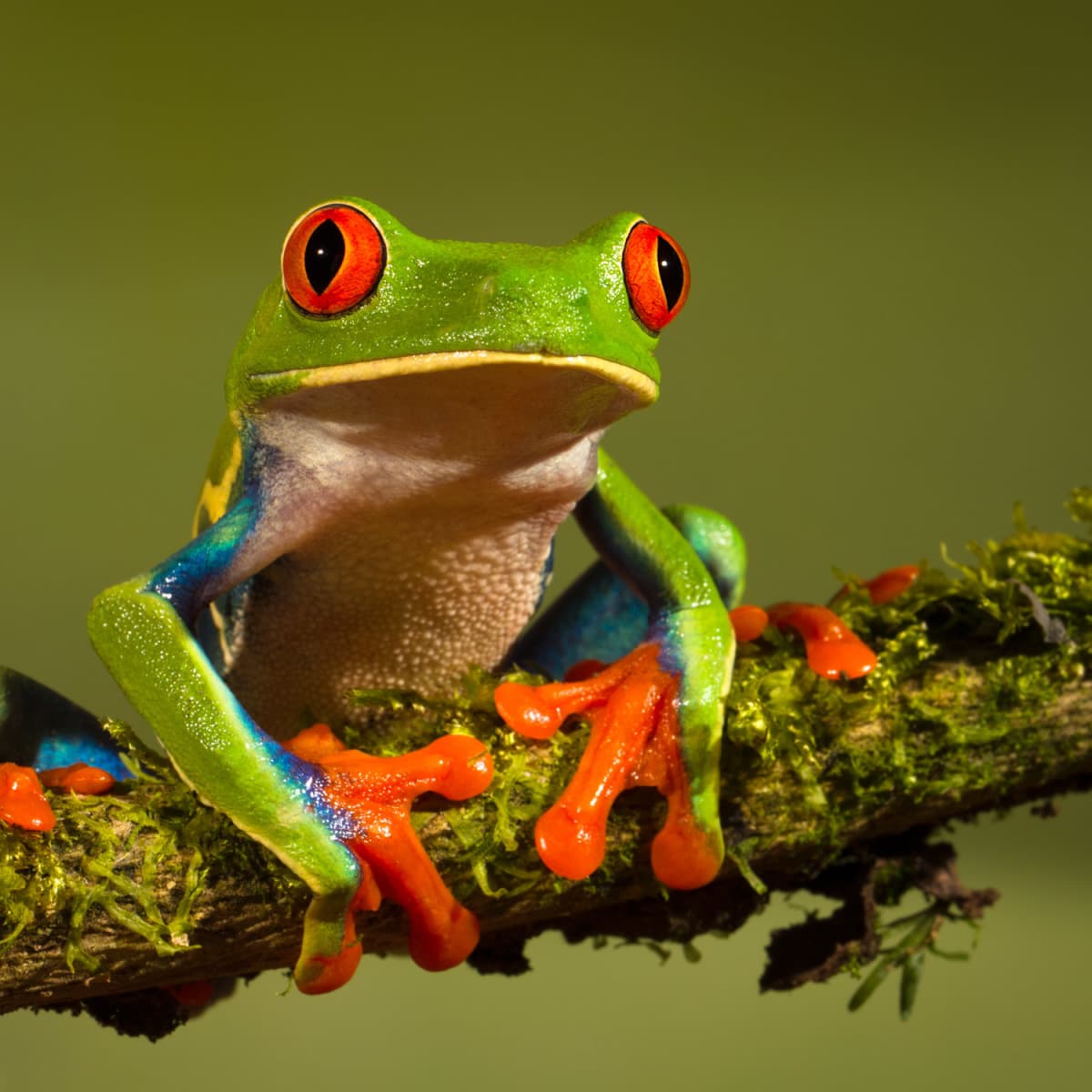 tree frogs