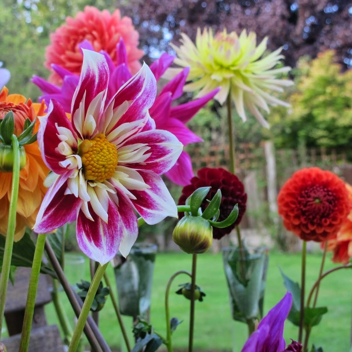 Patches  Swan Dahlias
