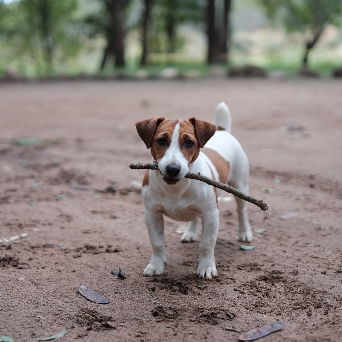 Why Do Dogs Like Fetch
