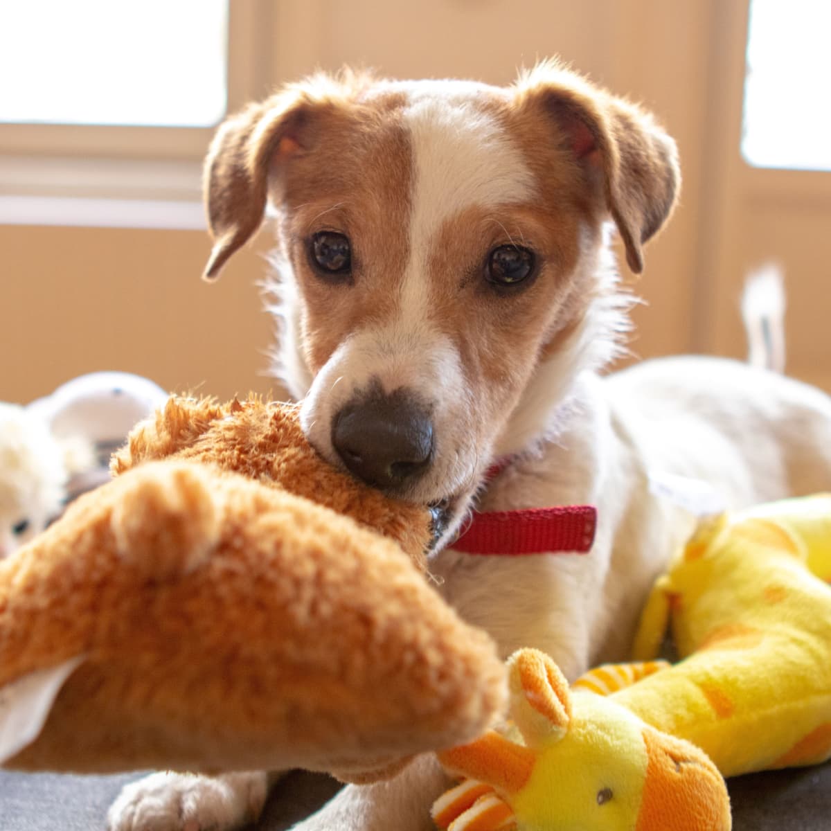 Brain Stimulating Dog Funny Plush Bone Dog Toys Plush Dog Squeaky Bone Toy  For Pet Dogs Puppy Chews 