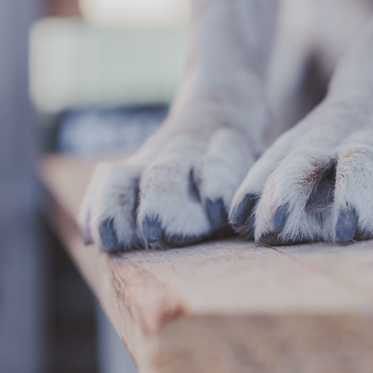 10 Dog Breeds With Webbed Feet (and Why) - PetHelpful