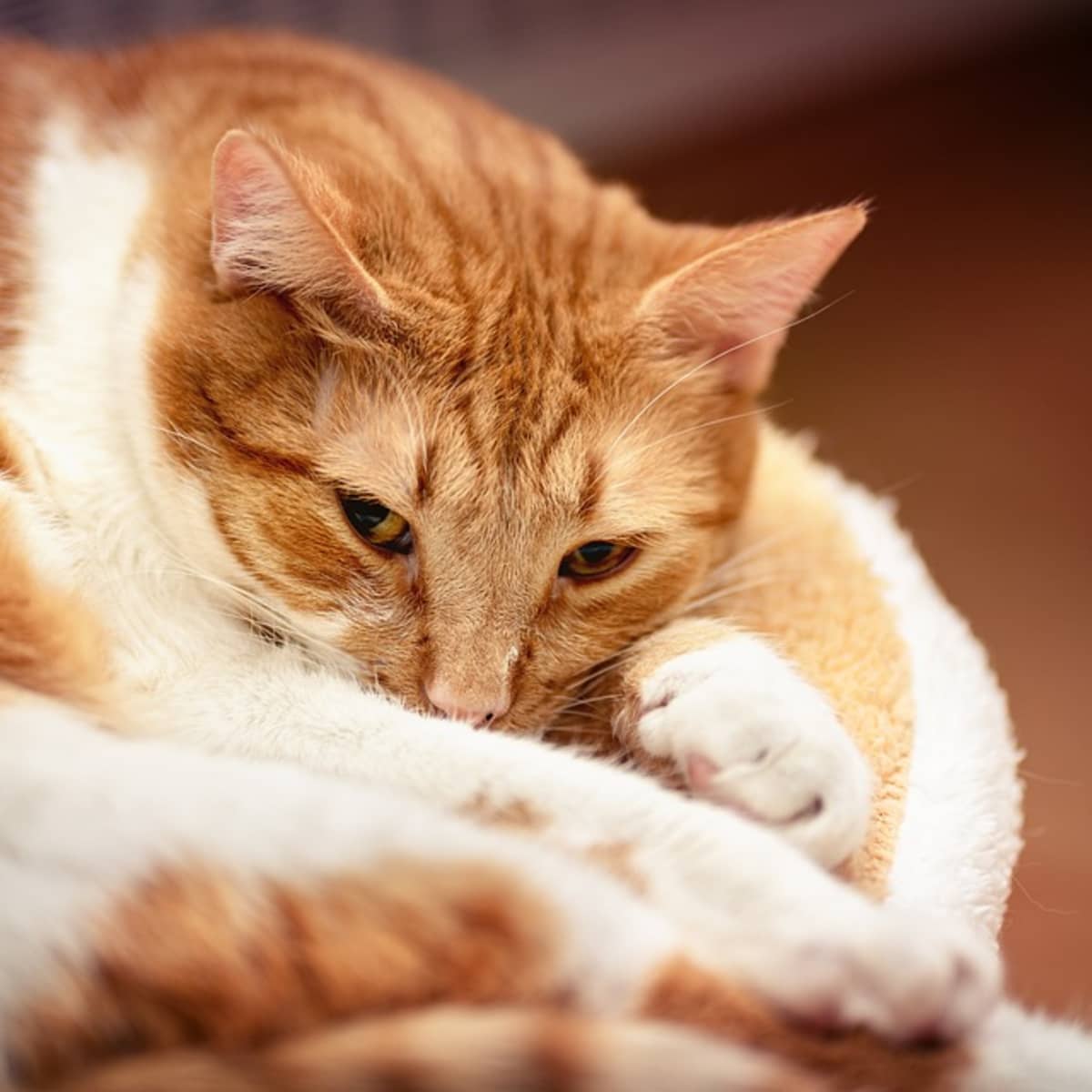 Cats black & white and ginger cat sitting on straw bales