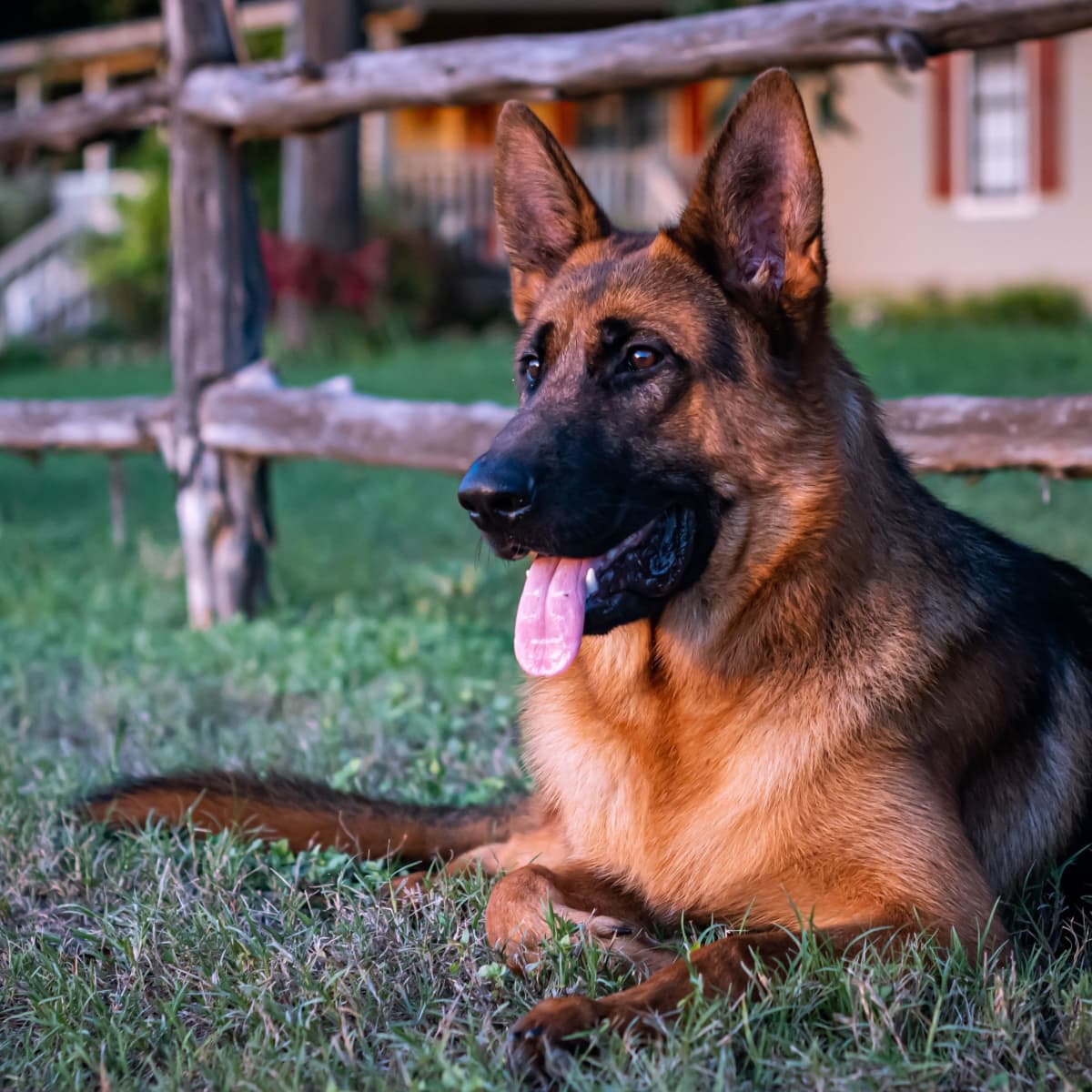 are german shepherds mouthy