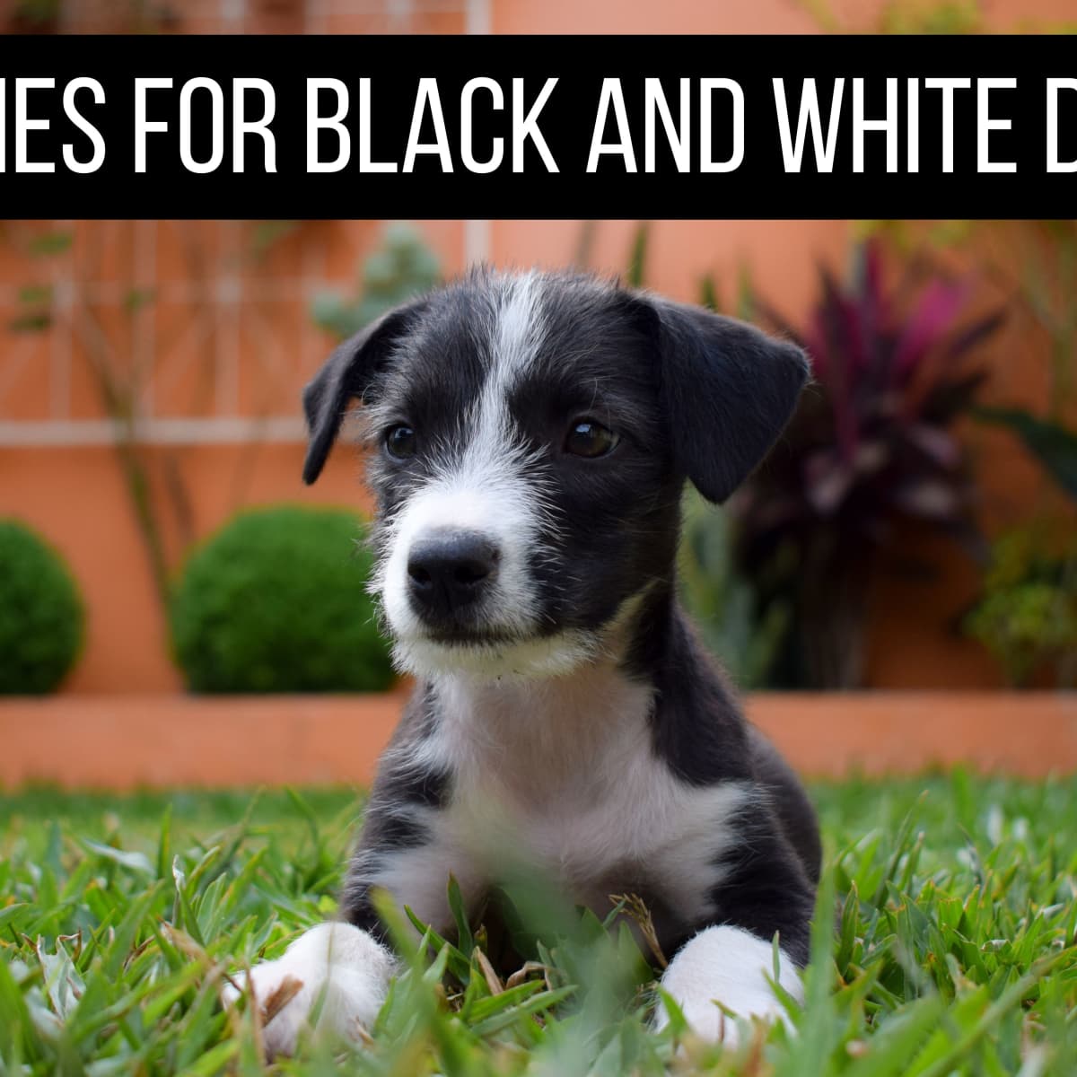 100+ Black and White Dog Names - PetHelpful
