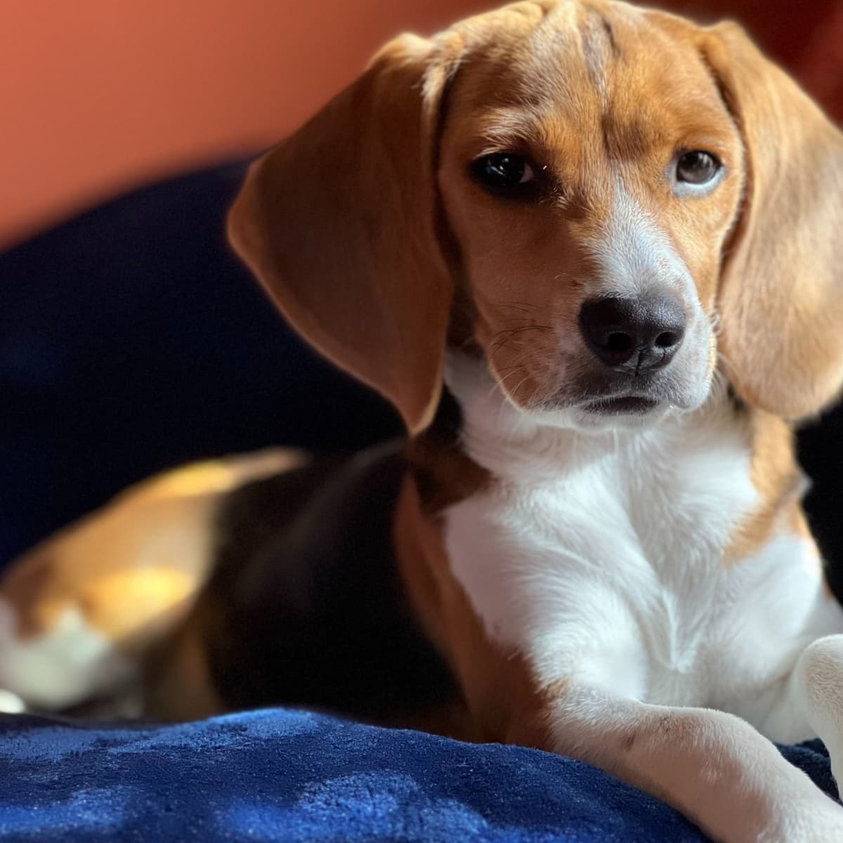 How to Potty Train a Beagle Puppy - PetHelpful