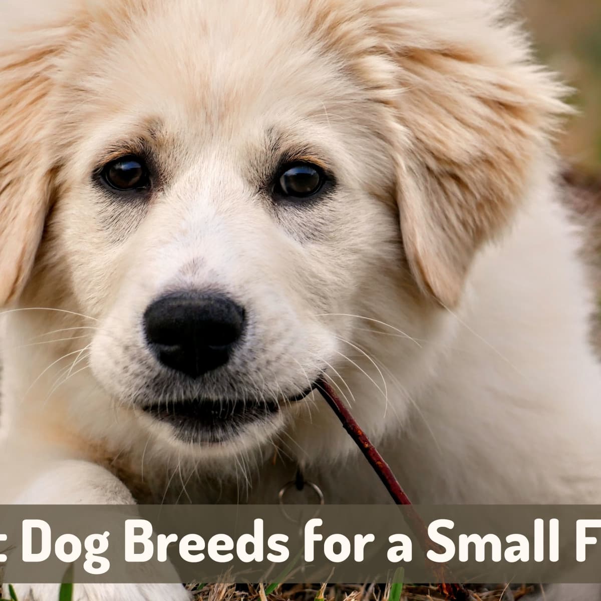 what dog breeds are good with small animals