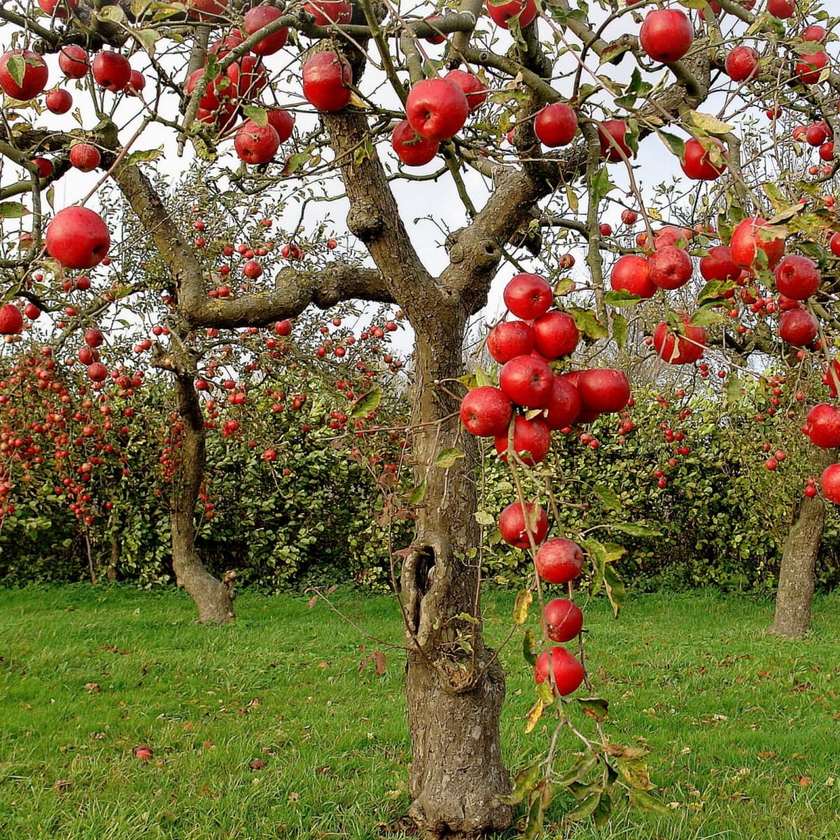 apples growing