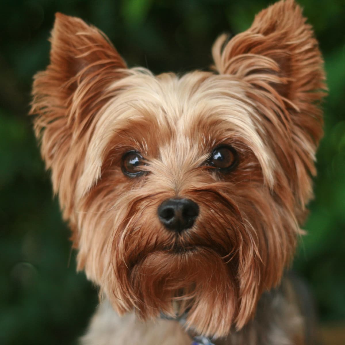 Cute Yorkie Names For Your Tiny Terrier
