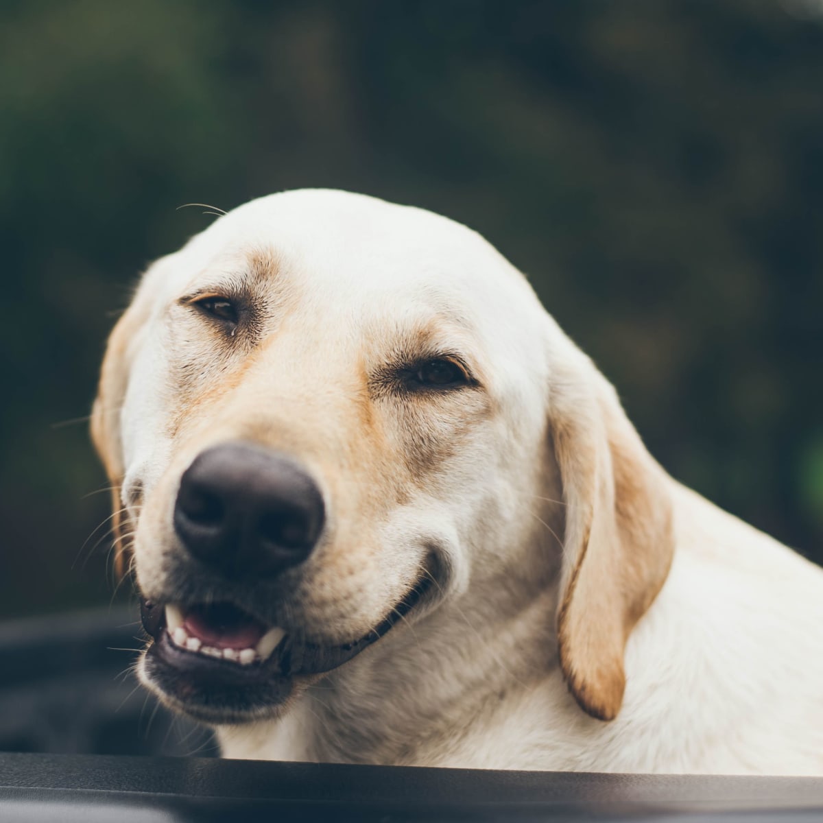 What Is Reverse Sneeze In A Dog
