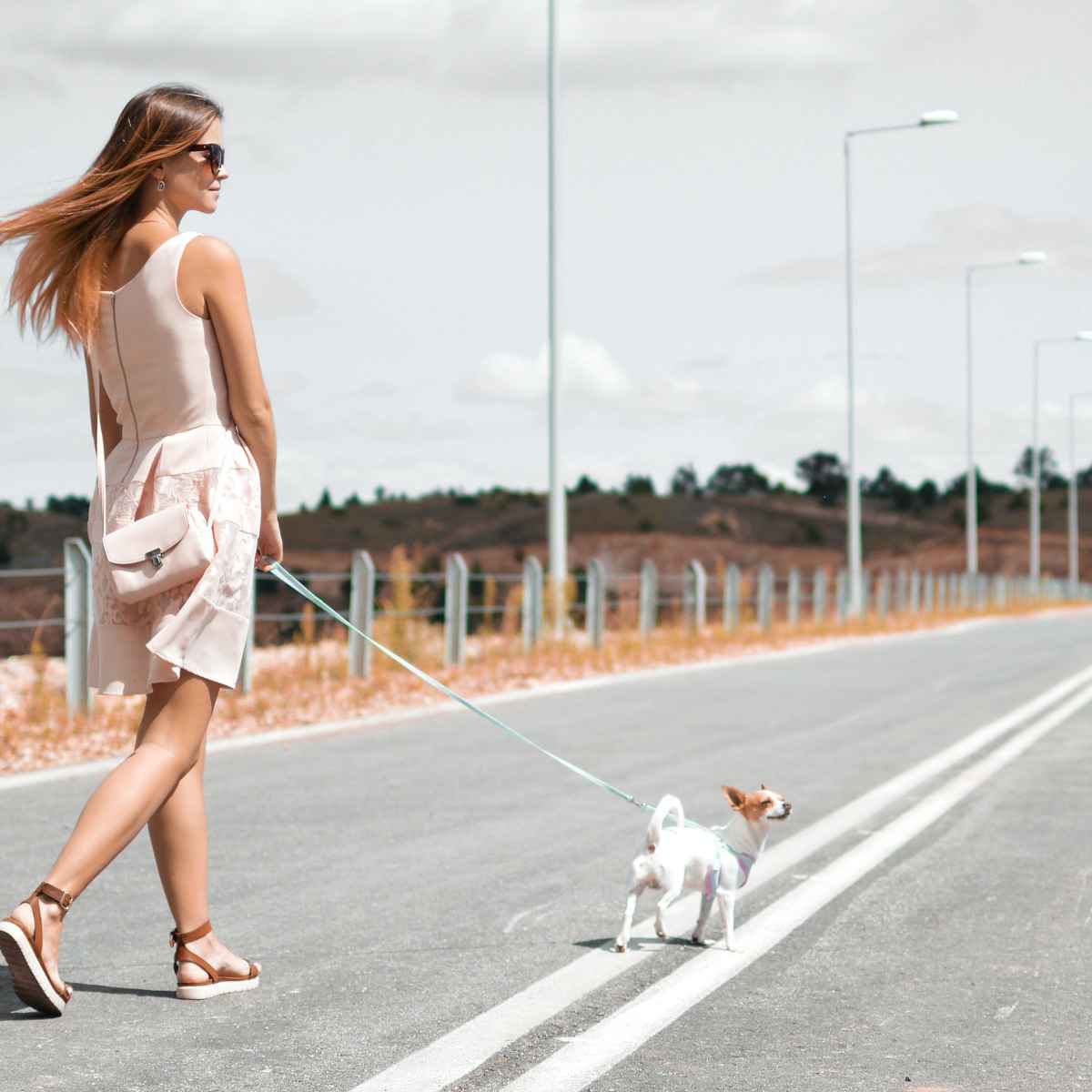 Why Should I Walk My Dog