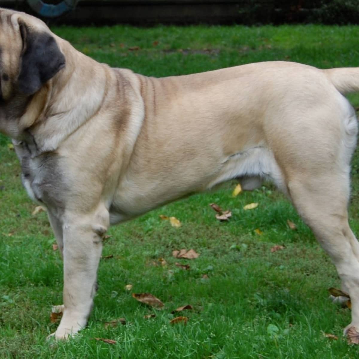 how much does an english mastiff shed