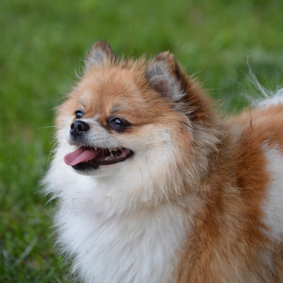 A How-to Guide for Caring for a Pomeranian - PetHelpful