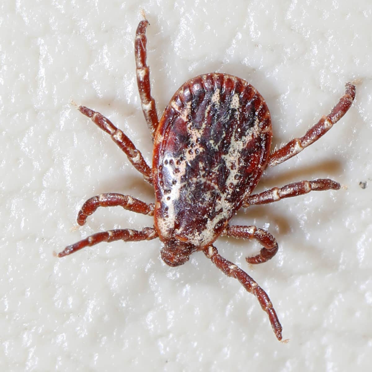 rocky mountain spotted fever in dogs