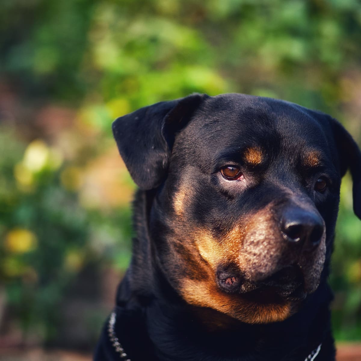 Common Health Issues and Genetic Disorders in Rottweilers