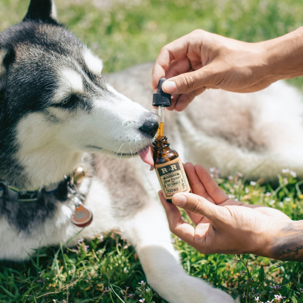 do probiotics work for dogs