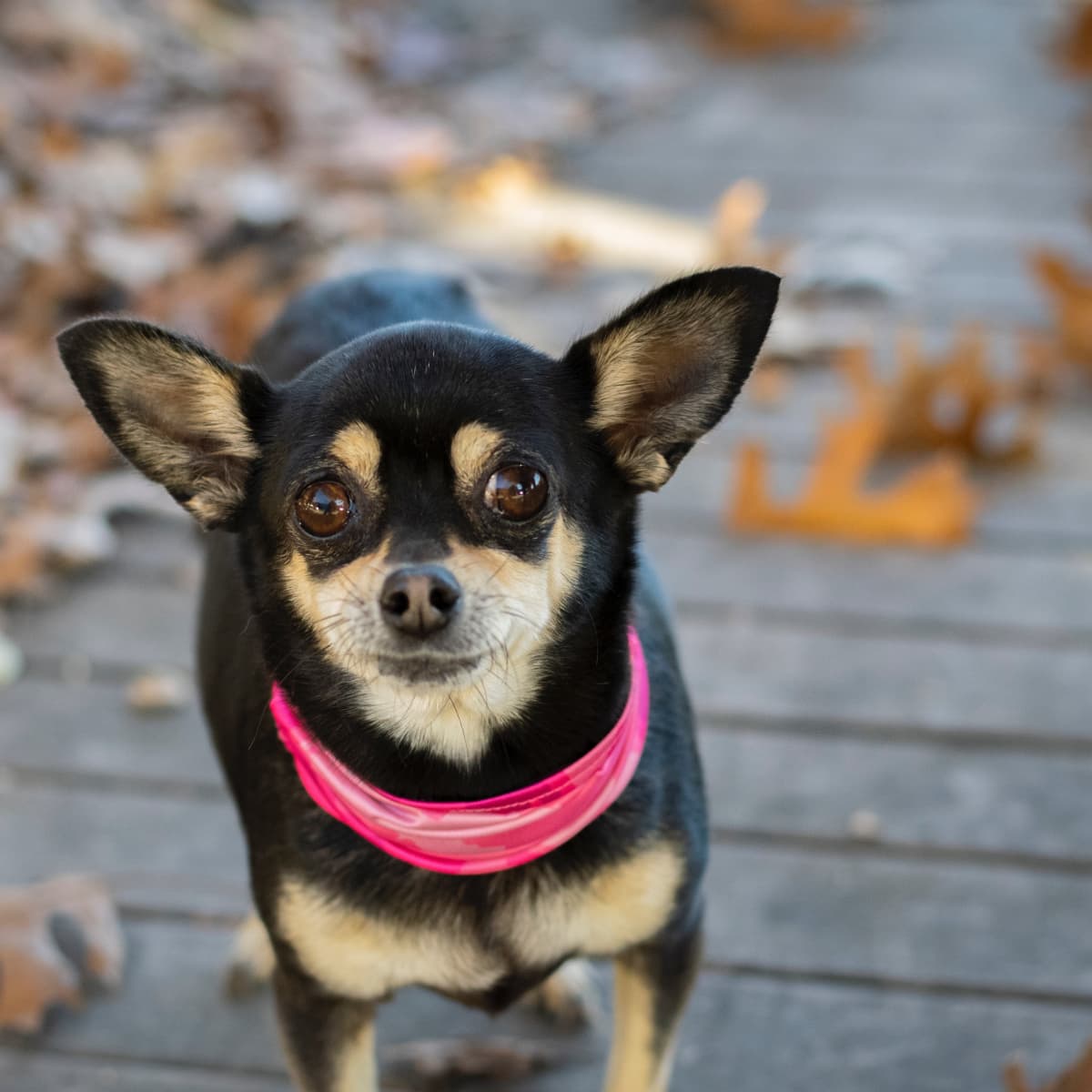 V. Ethical Considerations for Chihuahua Health and Genetics