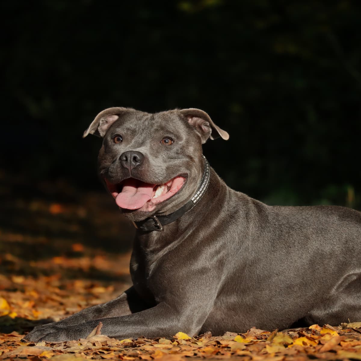 Mauve sagsøger gårdsplads American Staffordshire Pit Bull Terrier Puppies - PetHelpful