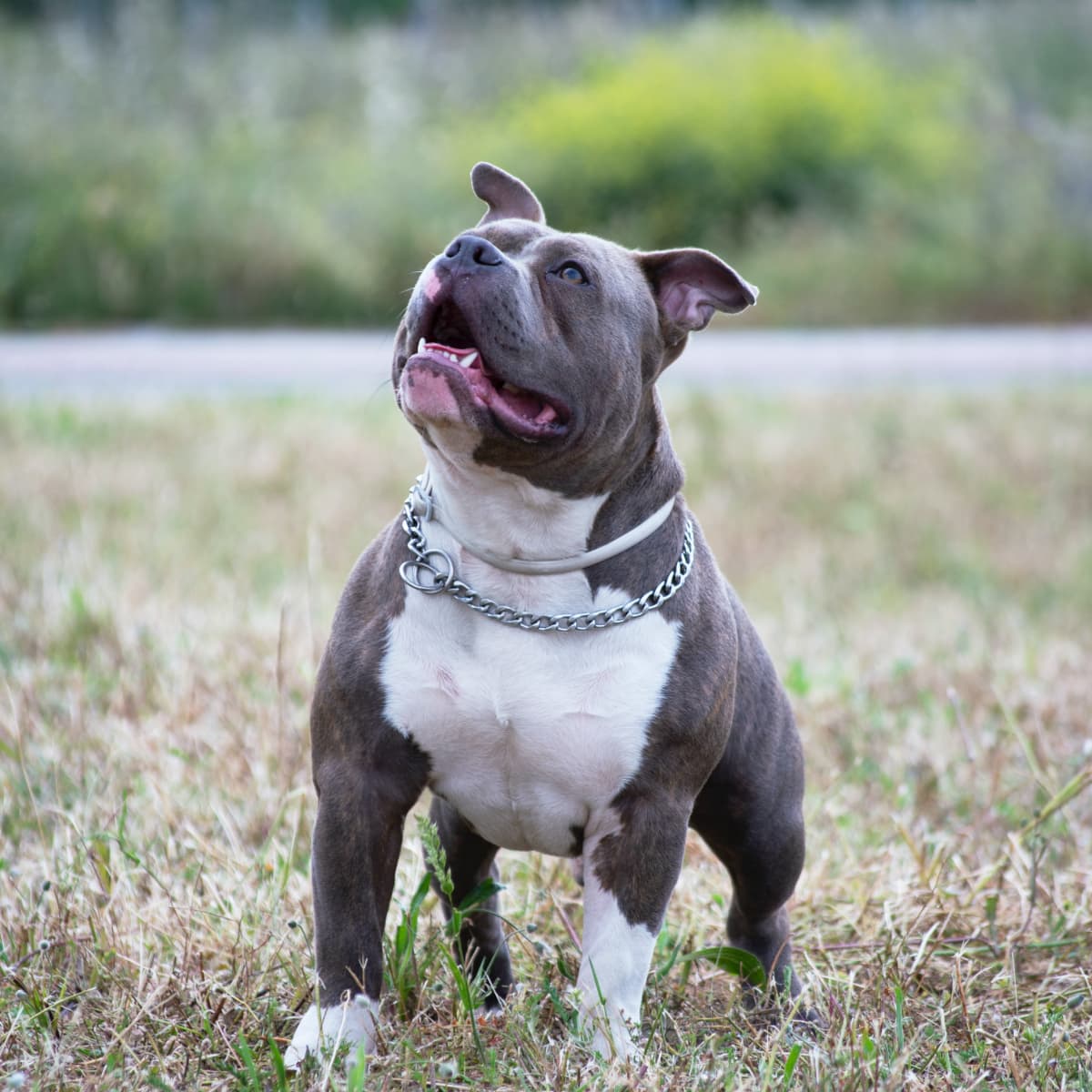 About Blue Nose and Nose Pit Bulls -