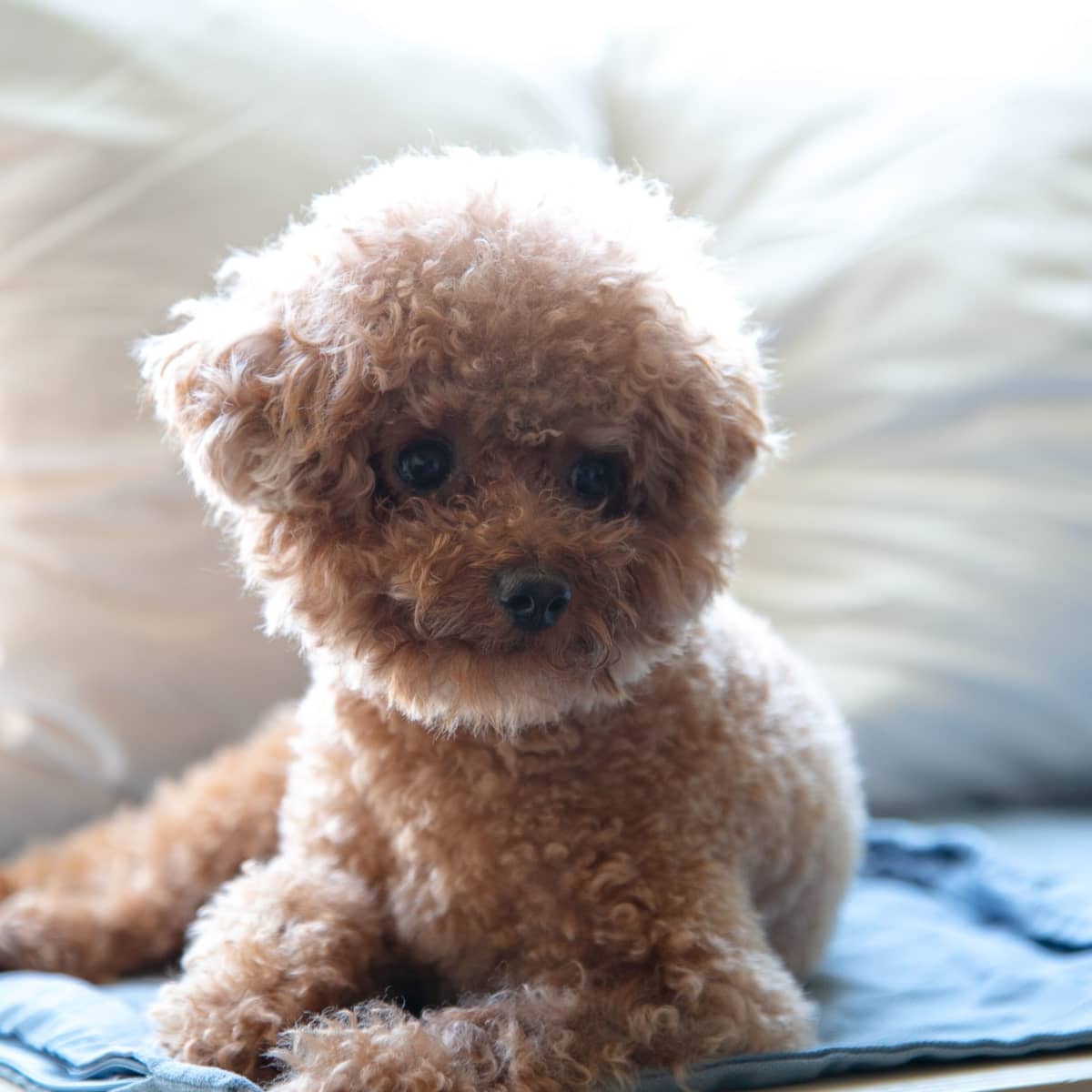Facts About Teacup Dog Breeds Prospective Buyers Should Know ...