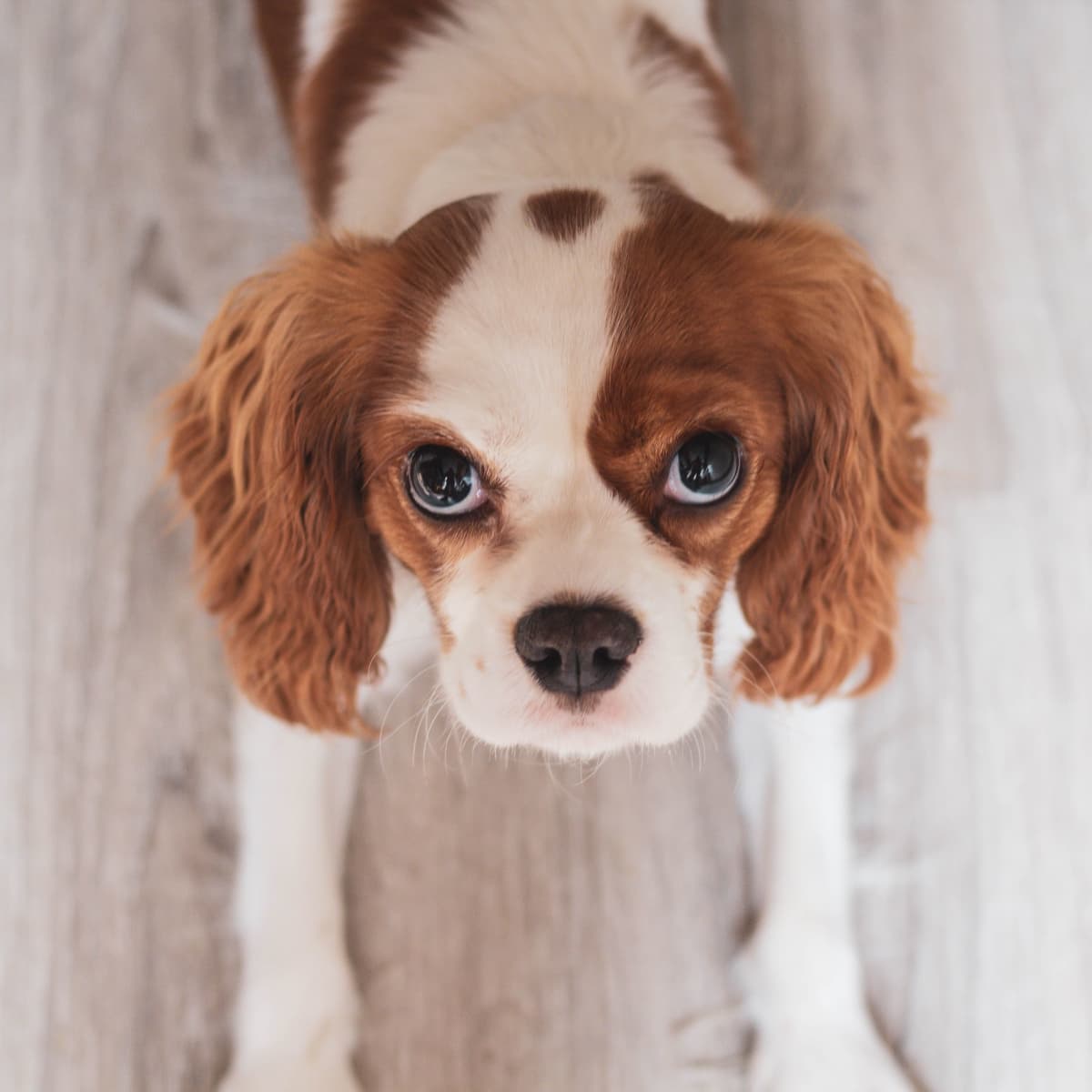 Why You Need a Cavalier King Charles Spaniel - PetHelpful