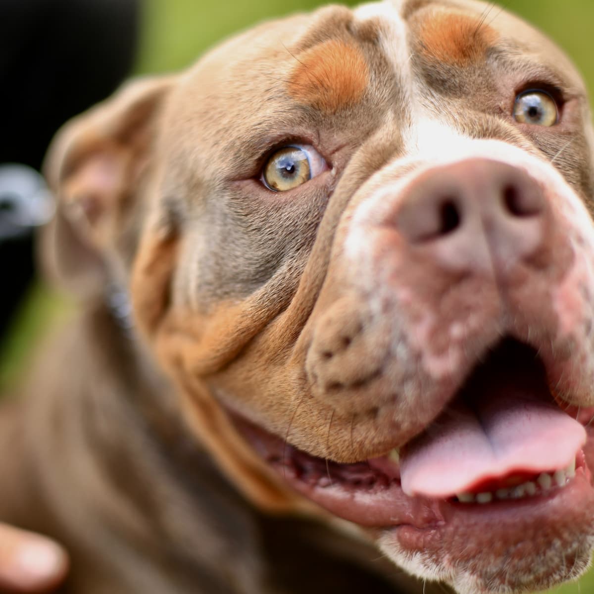 Does Banning Specific Dog Breeds Improve Public Safety