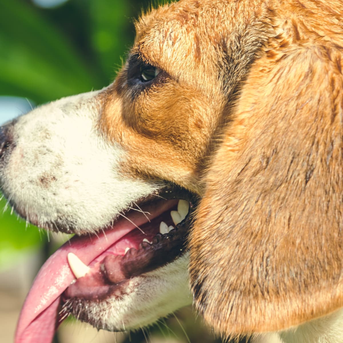 can humidity affect dogs