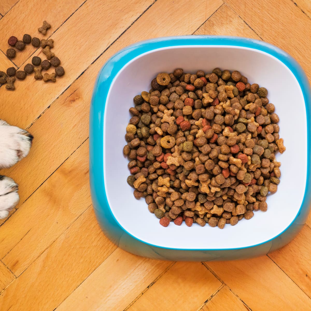 Is It Better To Feed A Dog Wet Or Dry Food