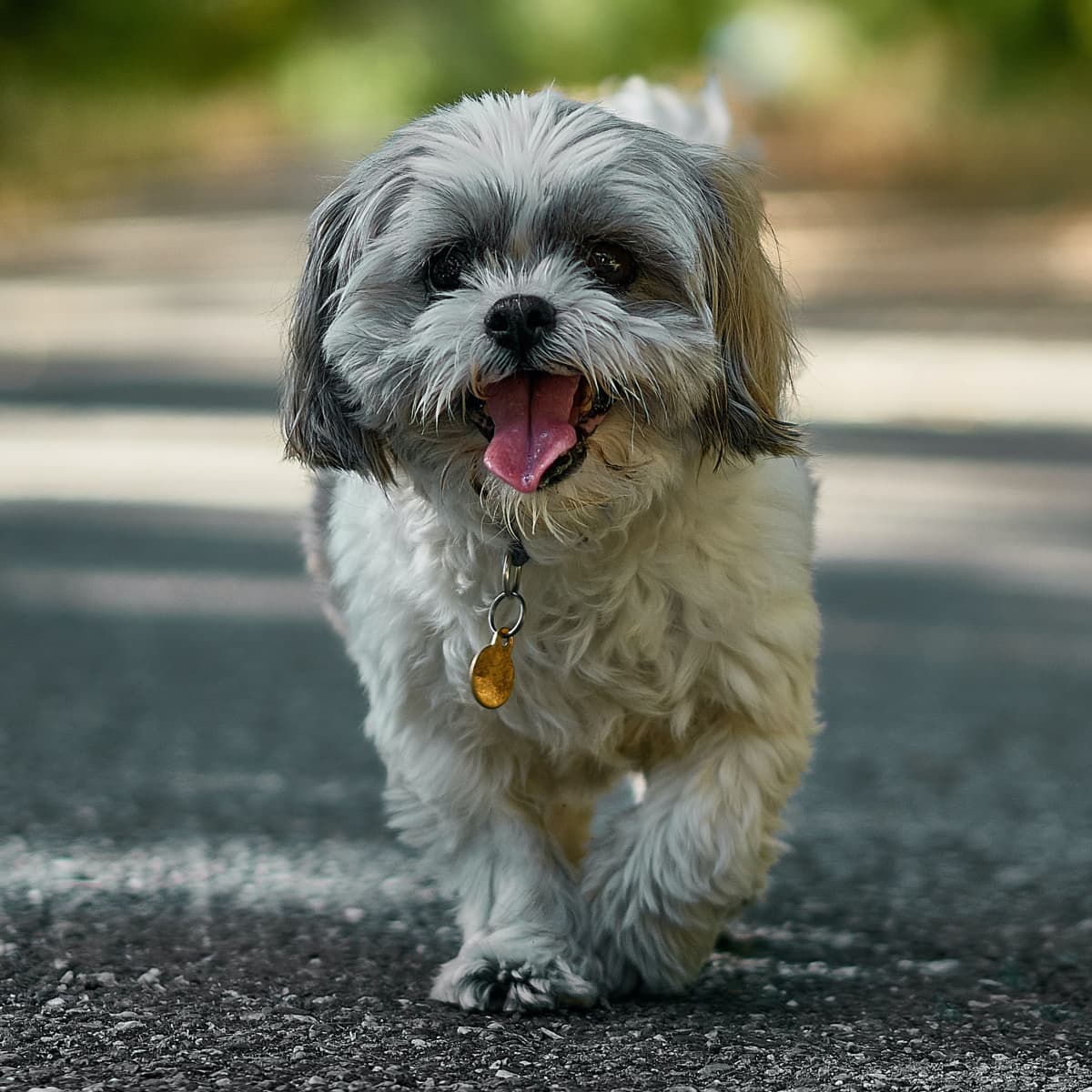 Do Hypoallergenic Dogs Shed