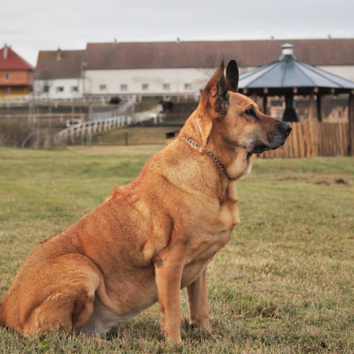 Why does dog's hair stand up on their back?