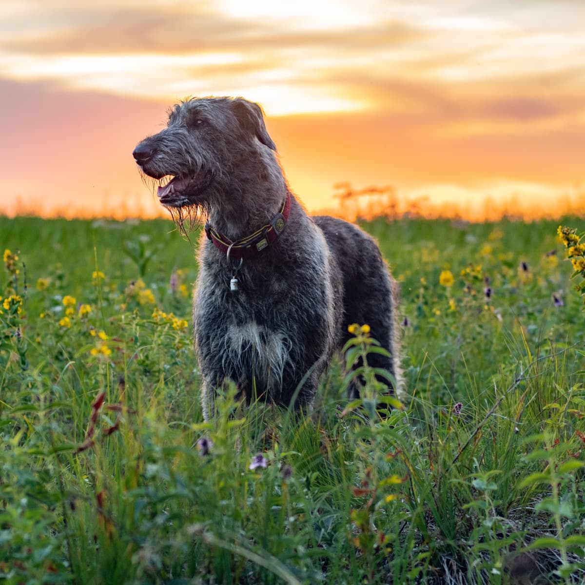 20 Mythical Irish and Scottish Names for Male Dogs - PetHelpful