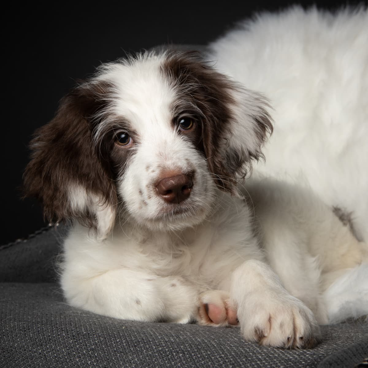 are springer spaniels easy to train