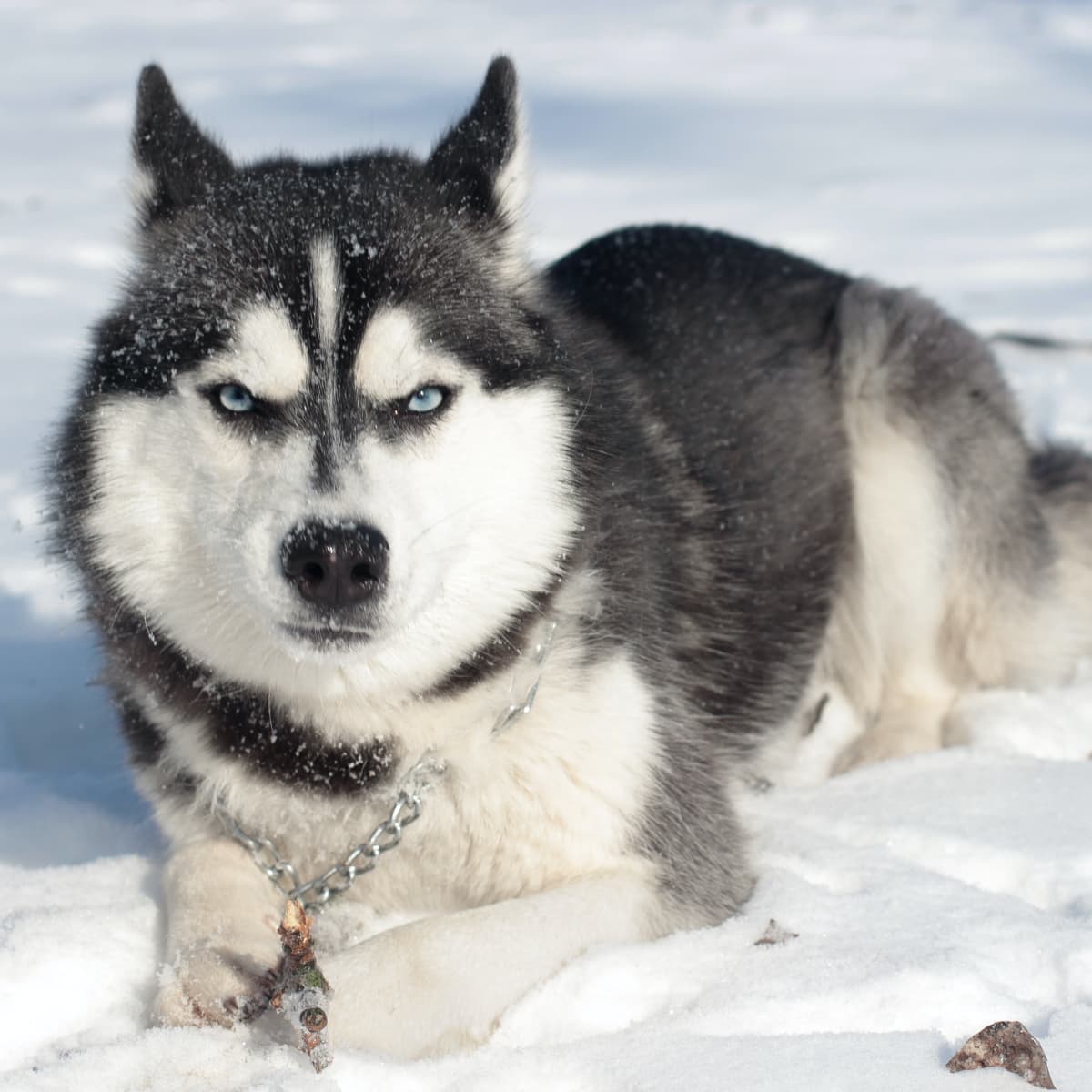 most beautiful dog breed in the world